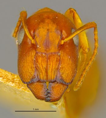 Media type: image;   Entomology 21553 Aspect: head frontal view